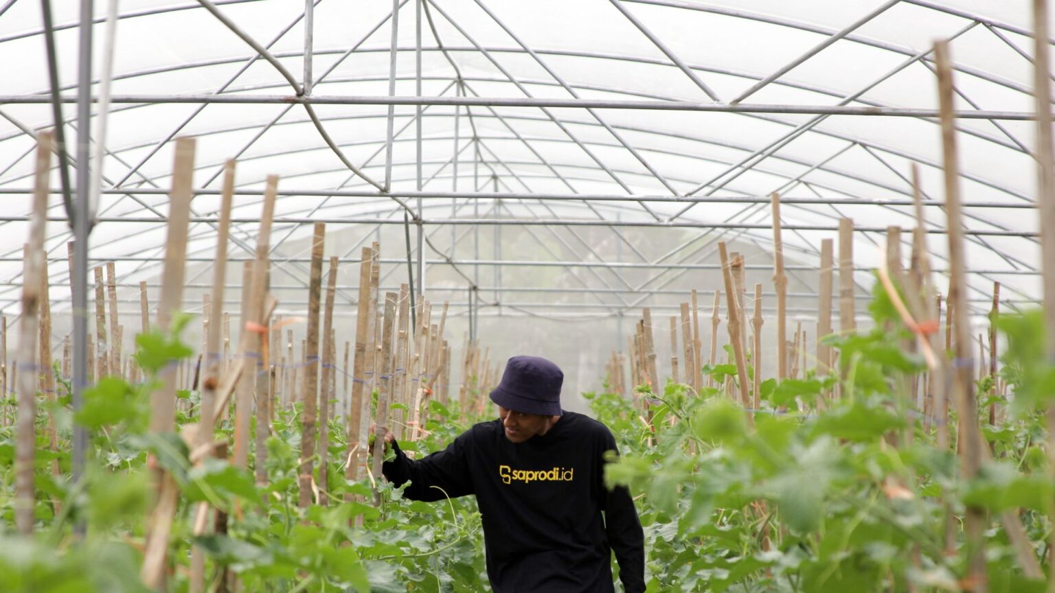 Jasa Pembuatan Greenhouse Saprodi Indonesia 1