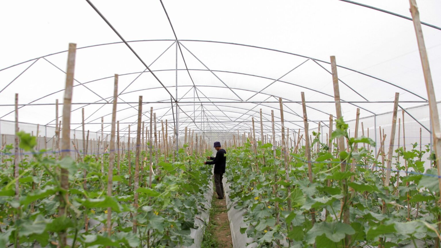 Jasa Pembuatan Greenhouse Saprodi Indonesia 10