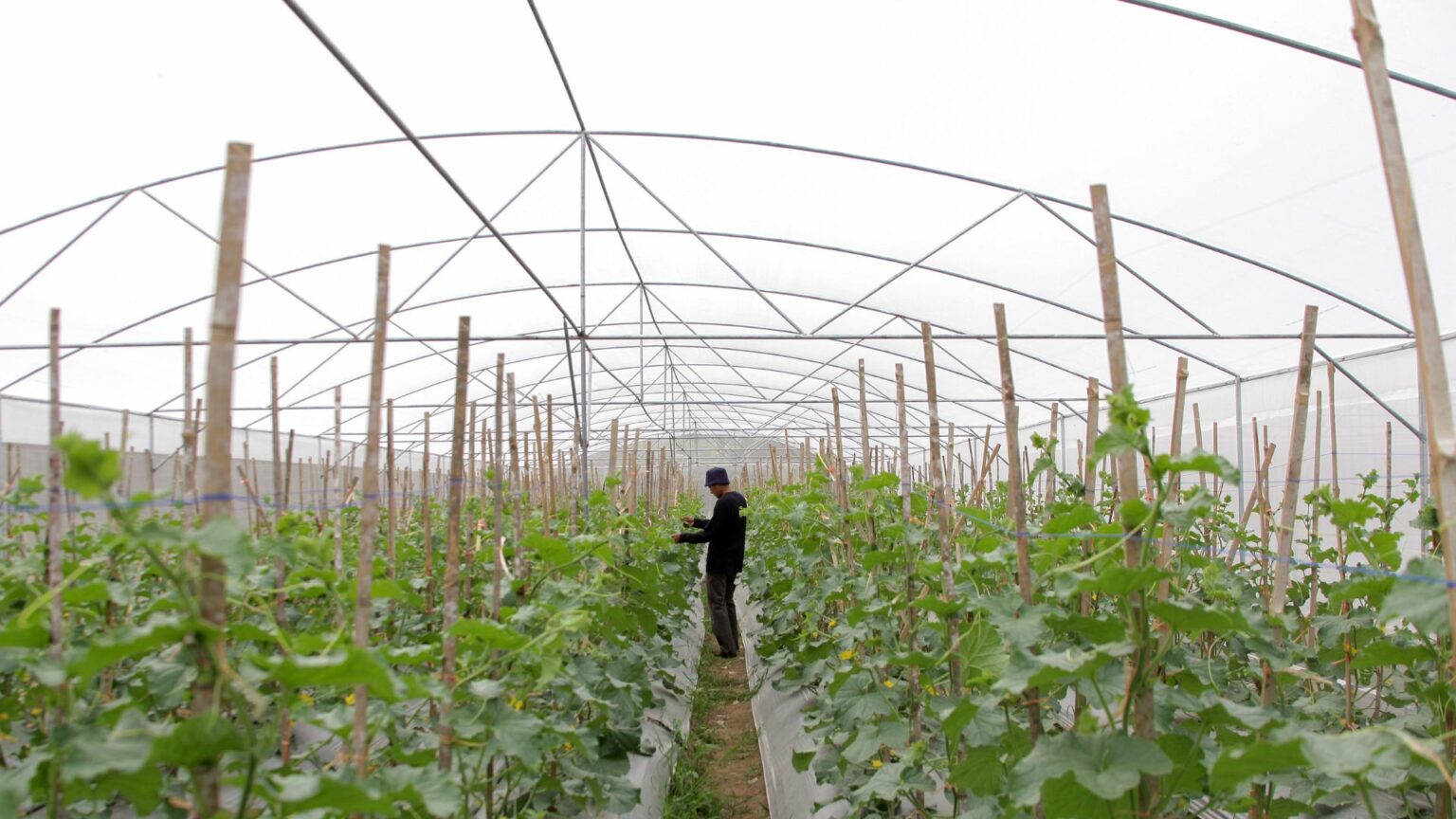 Jasa Pembuatan Greenhouse Saprodi Indonesia 10