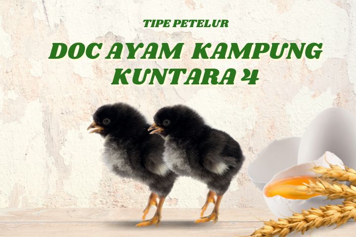 Banner DOC Ayam KAMPUNG Kuntara mobile