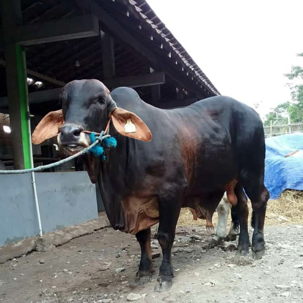 Booster Sapi Agromix Kalijeruk