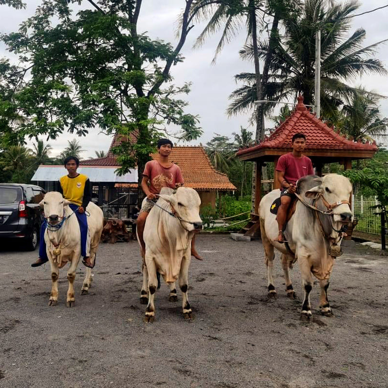 Booster Sapi Kalijeruk