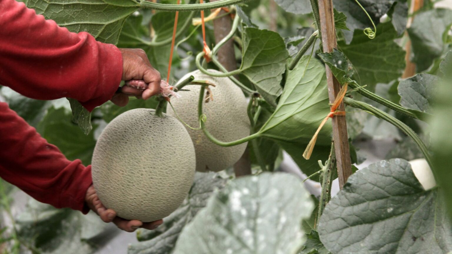 Panen Melon dengan Greenhouse 1