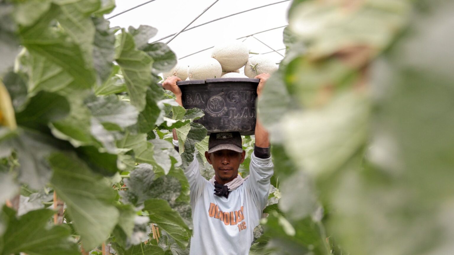 Panen Melon dengan Greenhouse 5