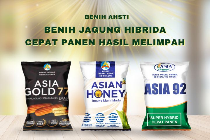 benih jagung hibrida ahsti asia gold asia honey